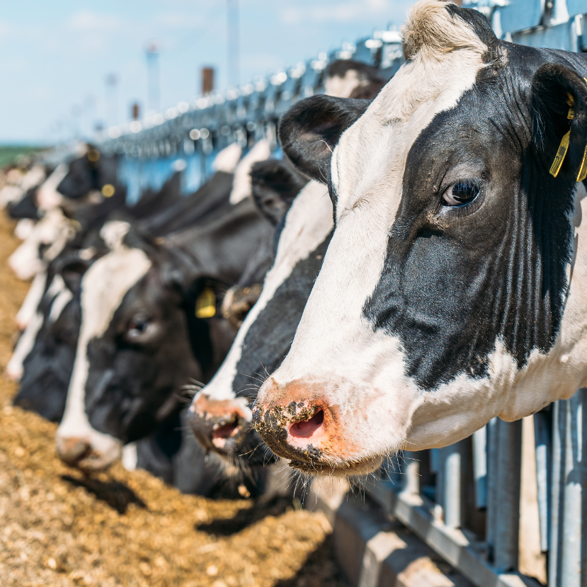 Kilép a metánkibocsátás mérséklésére létrehozott tejipari szövetségből a Nestlé