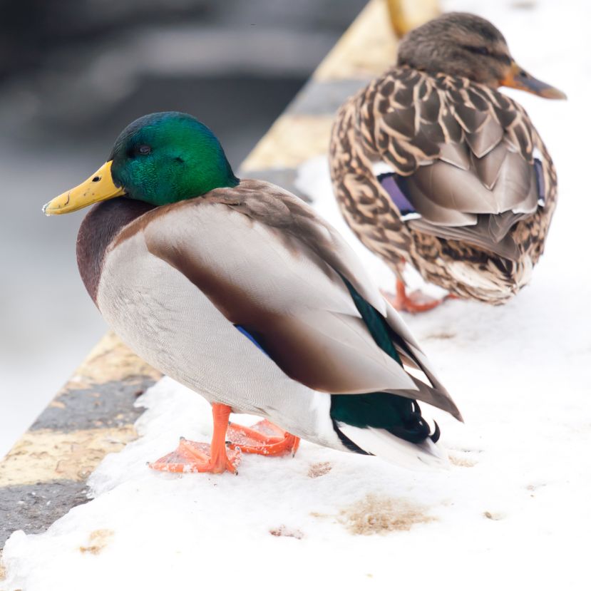 Lakossági felhívás – Ne etessük a vízimadarakat!