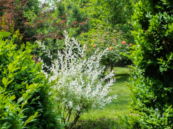 egy fehér színű japánfűz-bokor 