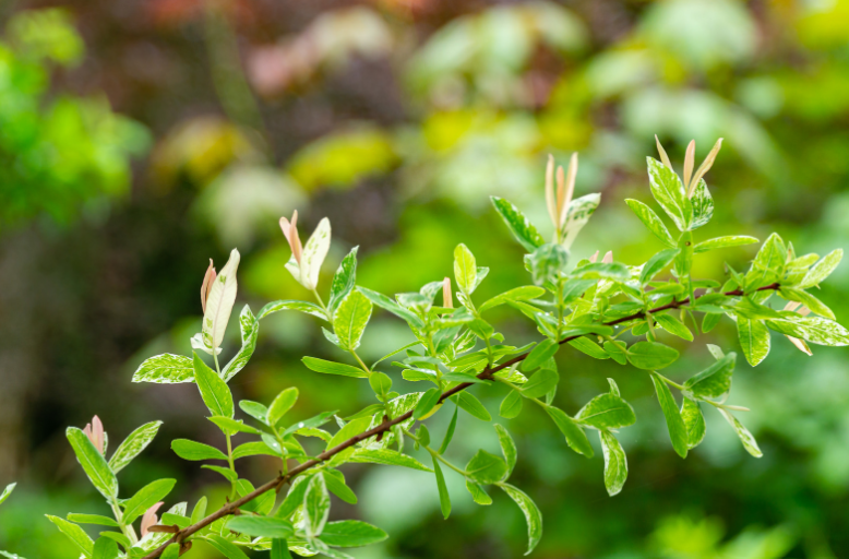 egy japán fűzfa ág 