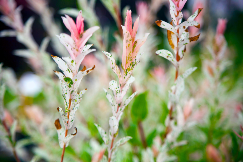 három ág tarkalevelű japán fűz 