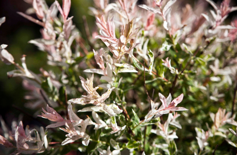 rózsaszínben pompázó japán fűz ágak