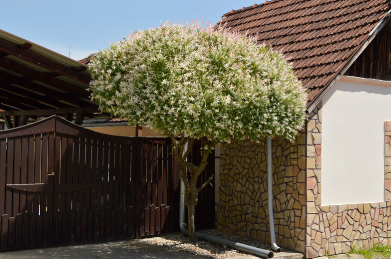 egy darab japán fűzfa