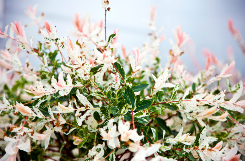 egy flamingó-rózsaszín japán fűz