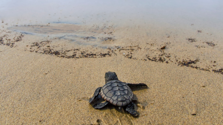 álcserepesteknős-3