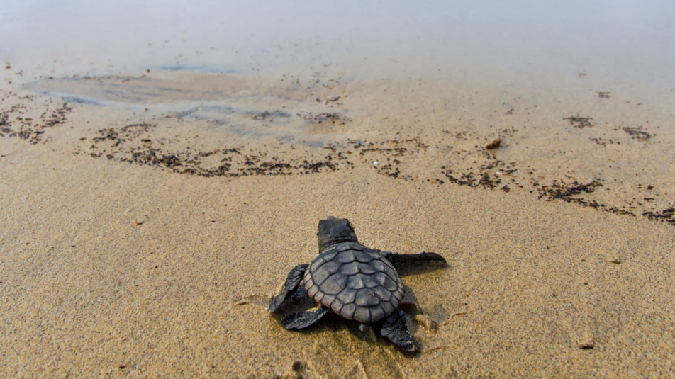 álcserepesteknős-3