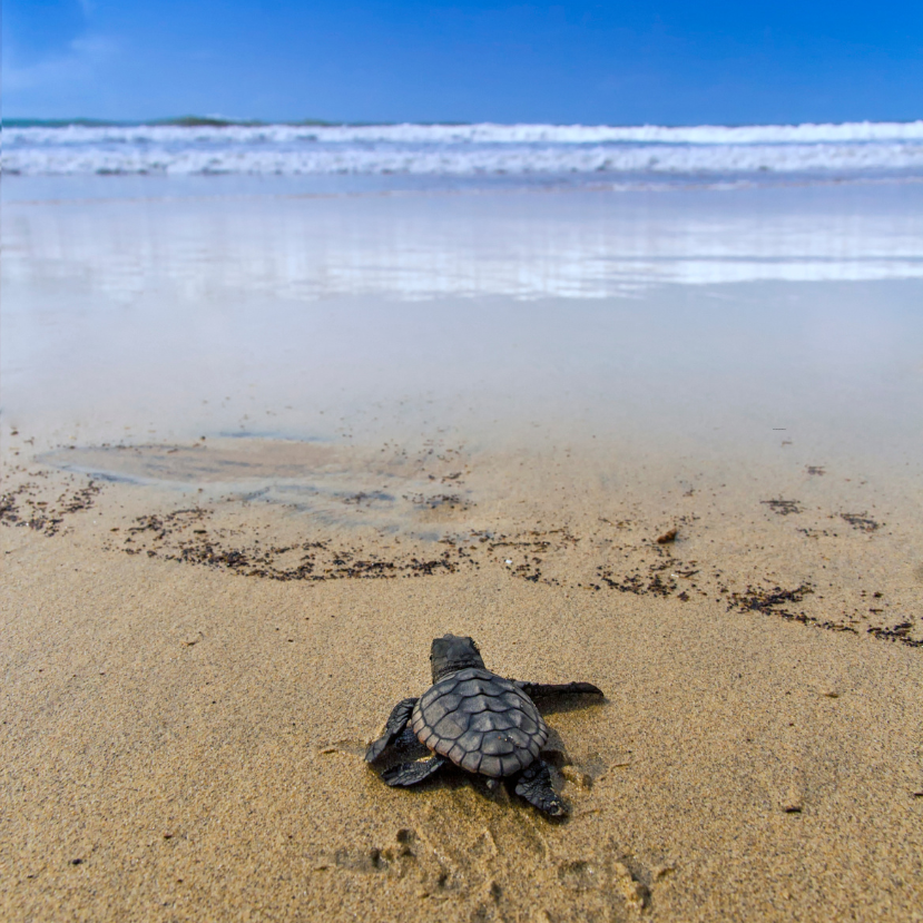Megfejtették a teknősiránytű működését!