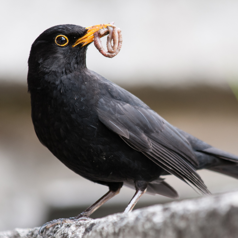 Miután betiltottak bizonyos növényvédő szereket, elkezdett nőni a madarak száma