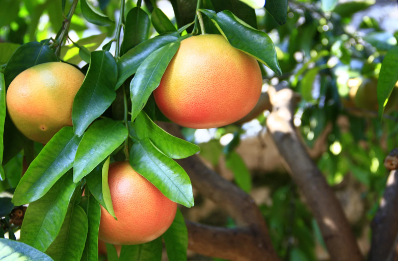 grapefruit fa, három érett gyümölccsel 
