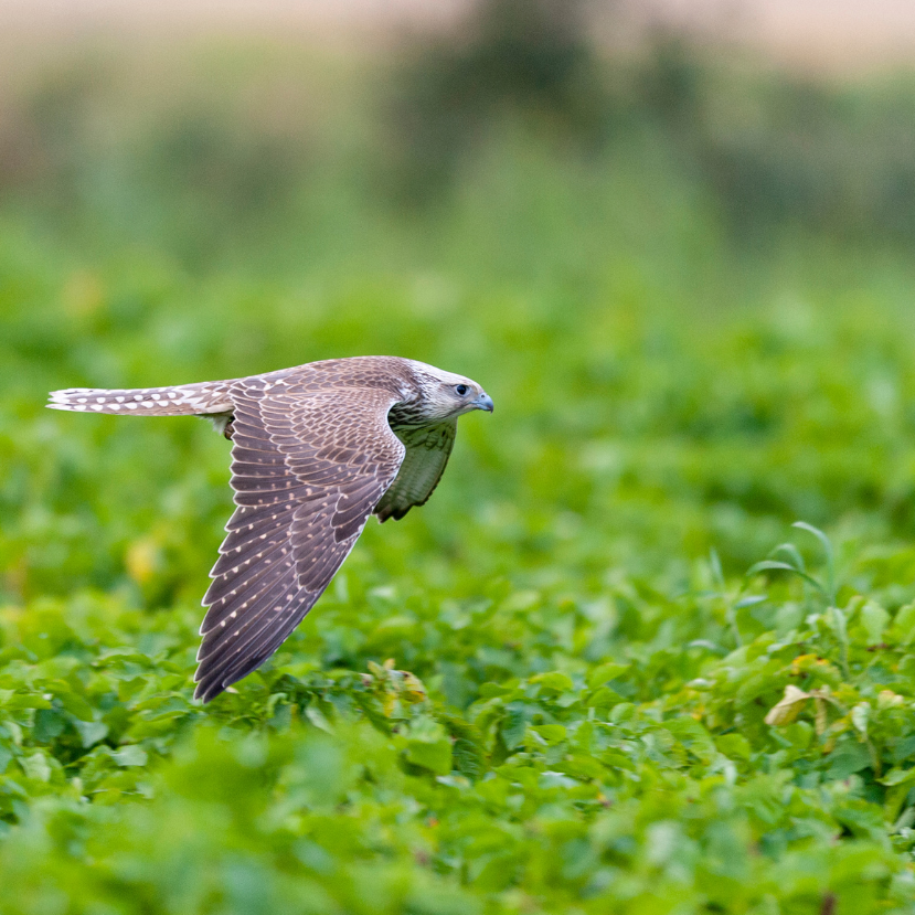 Egyre több a turulmadár a hazai égbolton