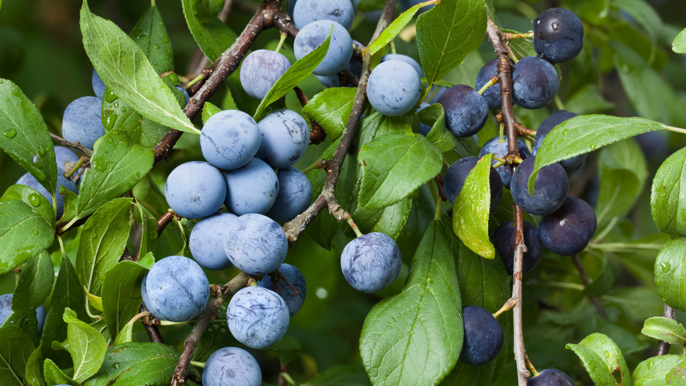 Novemberben szedhető igazán! – Miért jó a kökény?