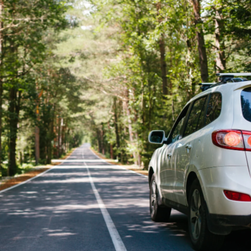 13 féle fát és cserjét választottak az utak mellé a Kék Bolygó Alapítvány kezdeményezésére