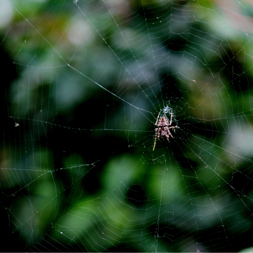 Méretes műpókot épít, hogy megmeneküljön a ragadozóktól