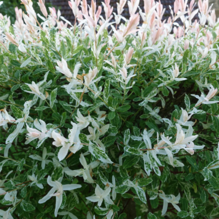 Japán fűz – Mindent a csodálatos japán fákról sorozat I.