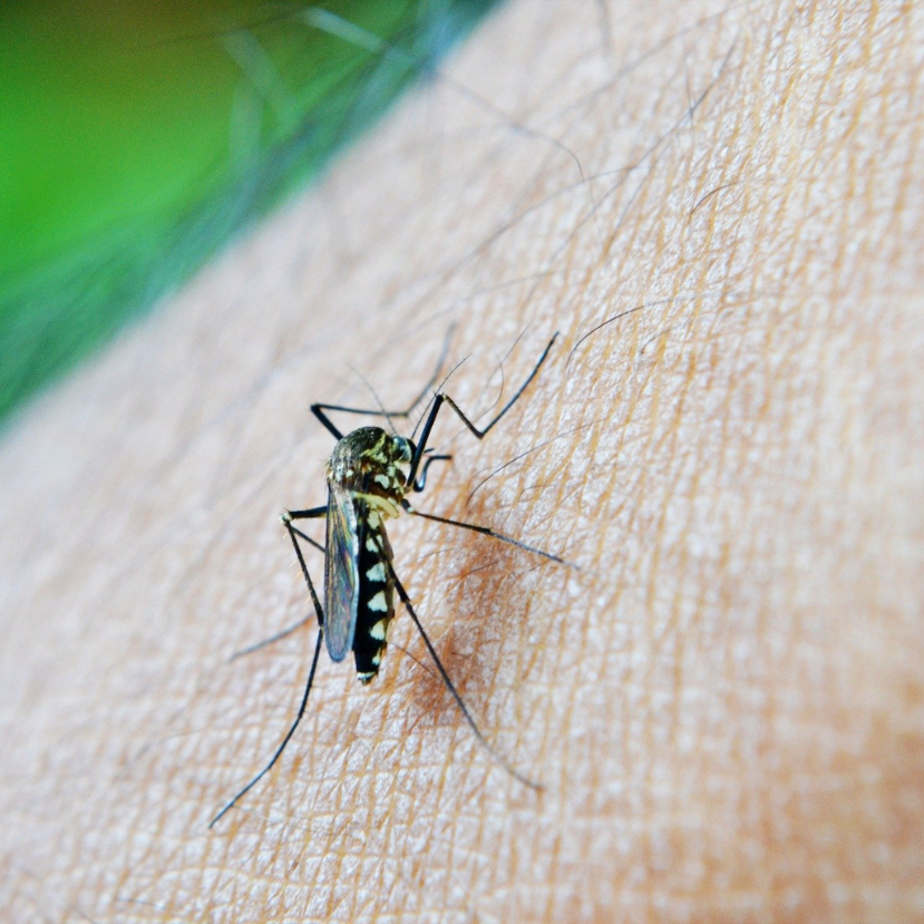 Szúnyoglabor van születőben Pécsett