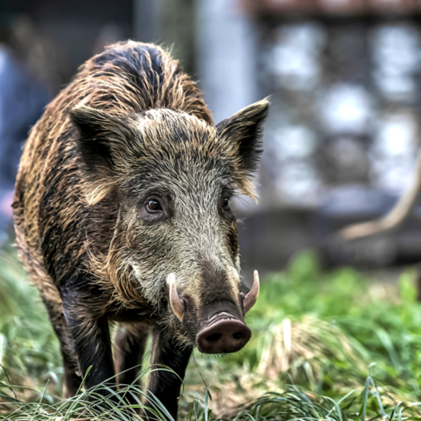 Ostromállapot Budán – Itt vannak a vaddisznók, és nem is terveznek távozni