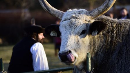 FAO Attila Kisbenedek