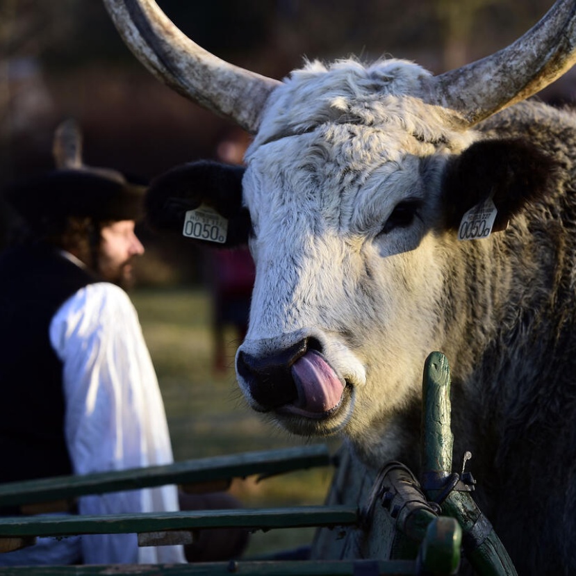 2026 – A legelők és pásztorok nemzetközi éve