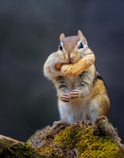 egy rágcsáló, héjas mogyoróval a szájában