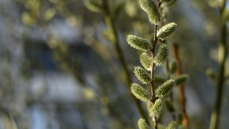 Salix caprea-2
