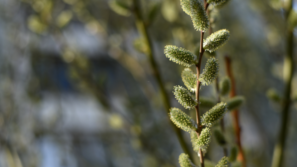 Salix caprea-2