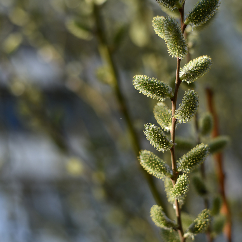 Mutatjuk az év fáját
