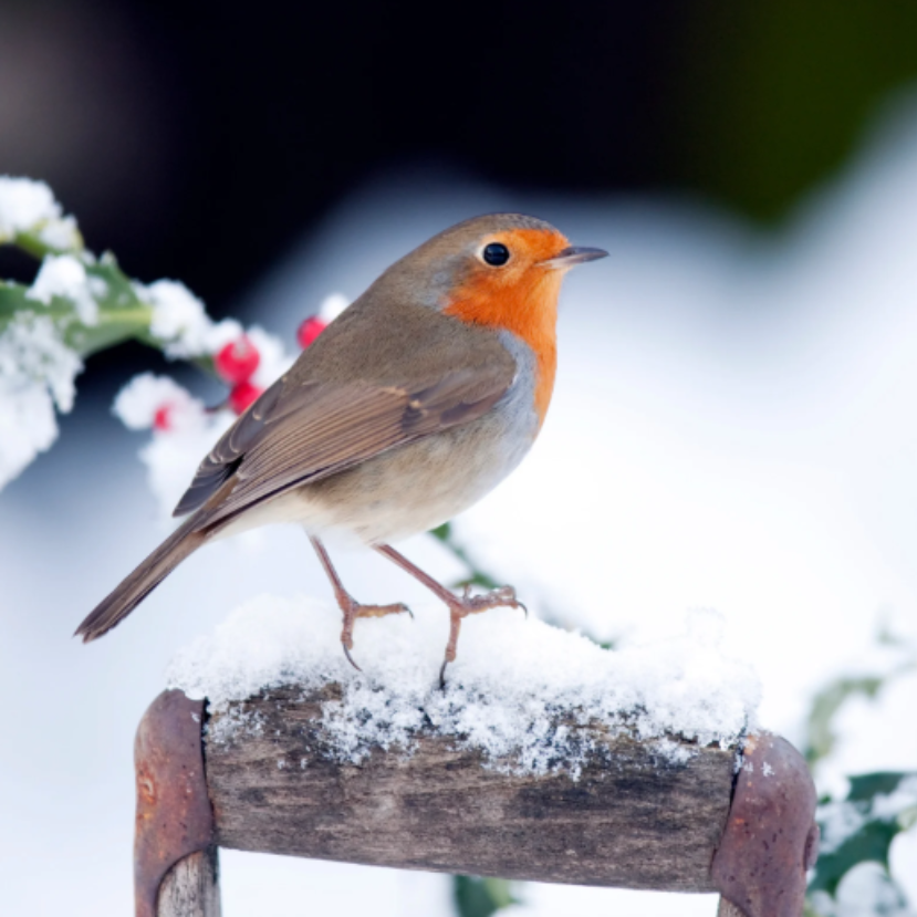 Rendkívül közel engedi magához az embert ez a szép madár