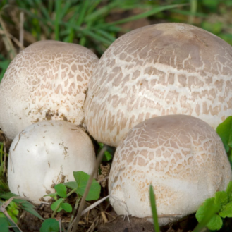 Megválasztották 2026 gombáját