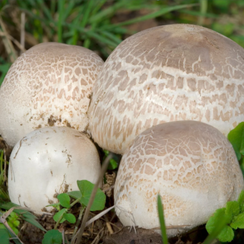 Megválasztották 2026 gombáját