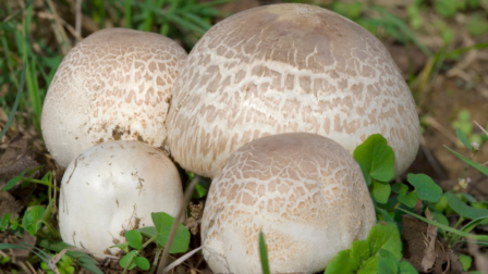 Megválasztották 2026 gombáját