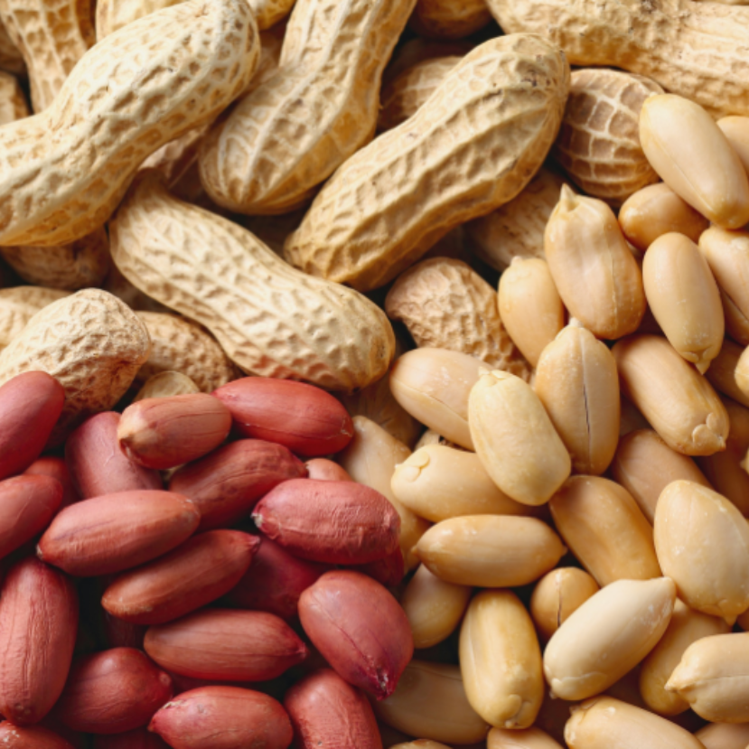 Földimogyoró – Fontosabb élelmiszer lehet a jövőben, mint ma! Ismerjük meg közelebbről!