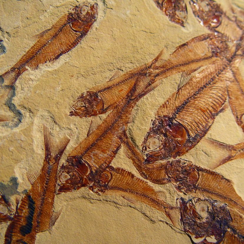 Új kréta kori őshalfaj az iharkúti dinoszaurusz-lelőhelyről