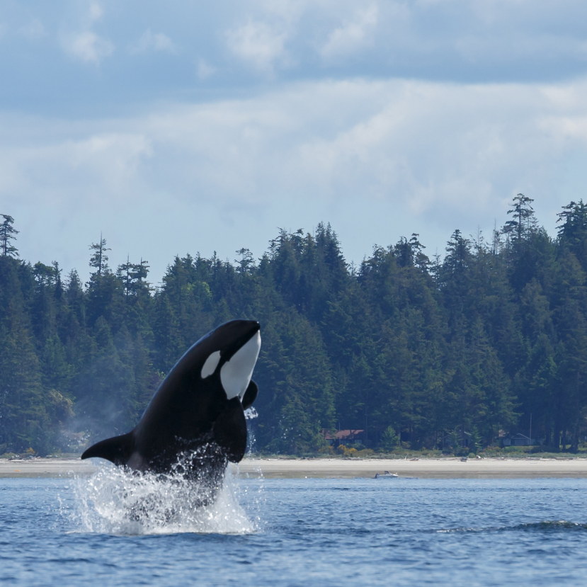 Először figyelték meg, hogy a gyilkos bálnák a delfinekkel csapatba verődve vadásznak
