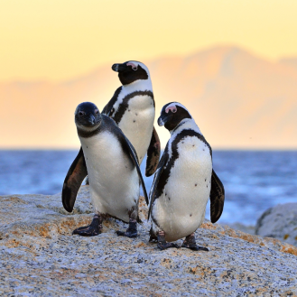 60 ezer pingvin halt éhen, miután lehalásztuk a szardíniájukat