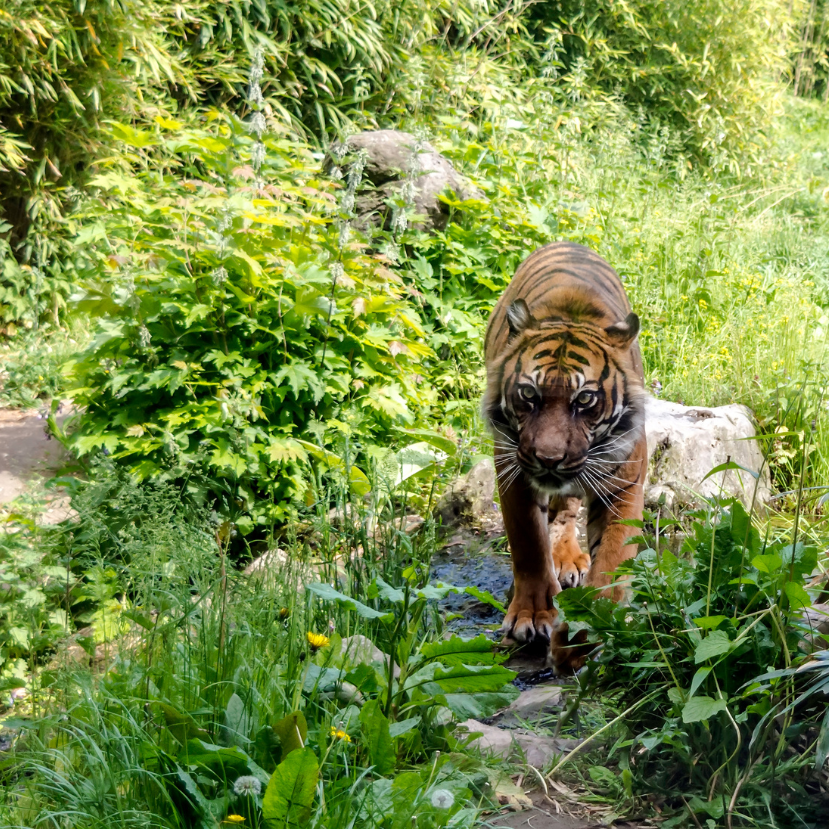 Háromszorosára nőtt a vadon élő szumátrai tigrisek száma