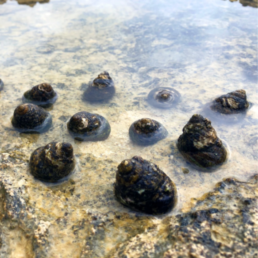 Megkezdődött hazánk legértékesebb vízicsiga-élőhelyének fejlesztése
