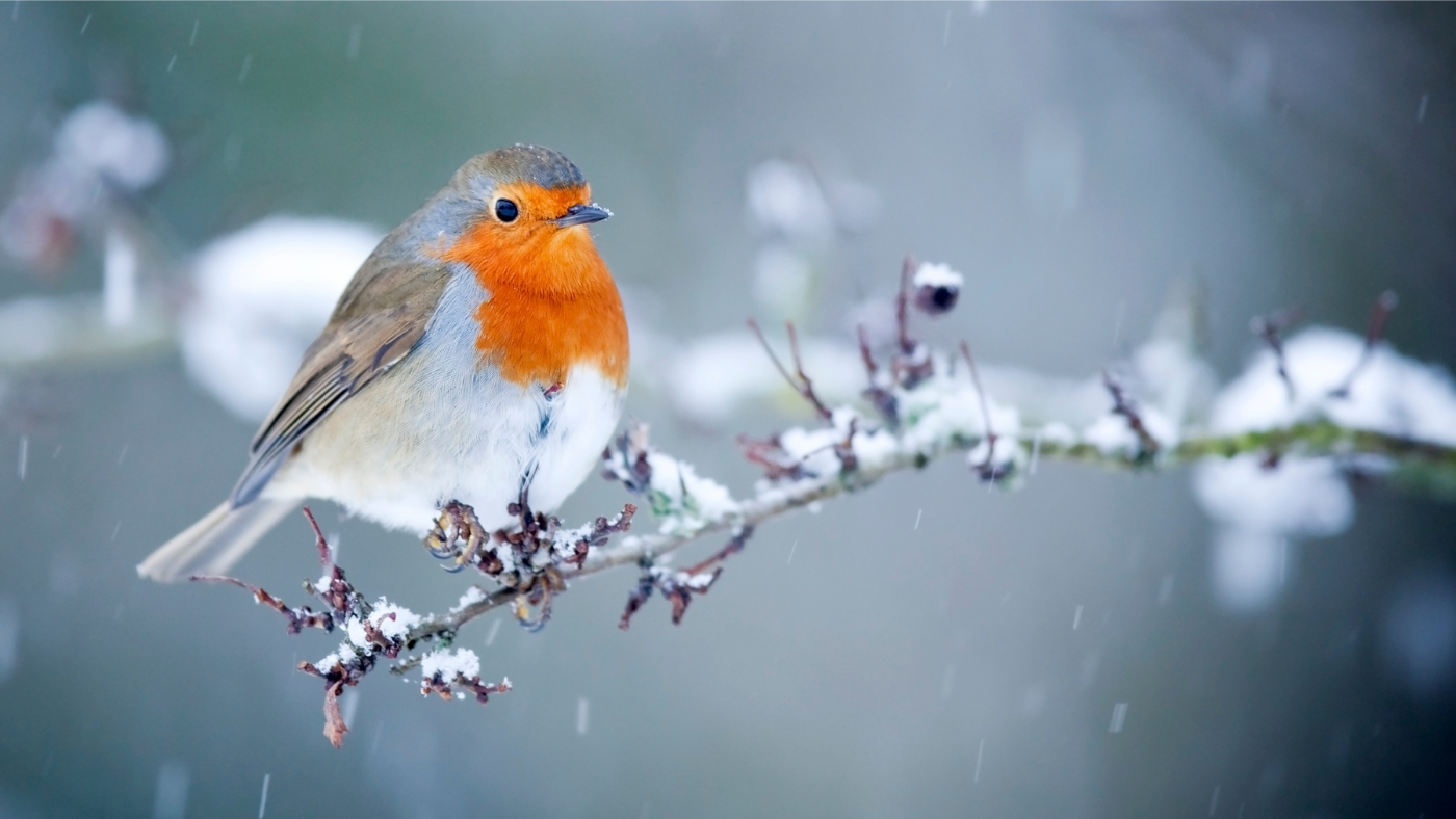 Imádnivaló madarunk, aki „követ” a kertben: a vörösbegy