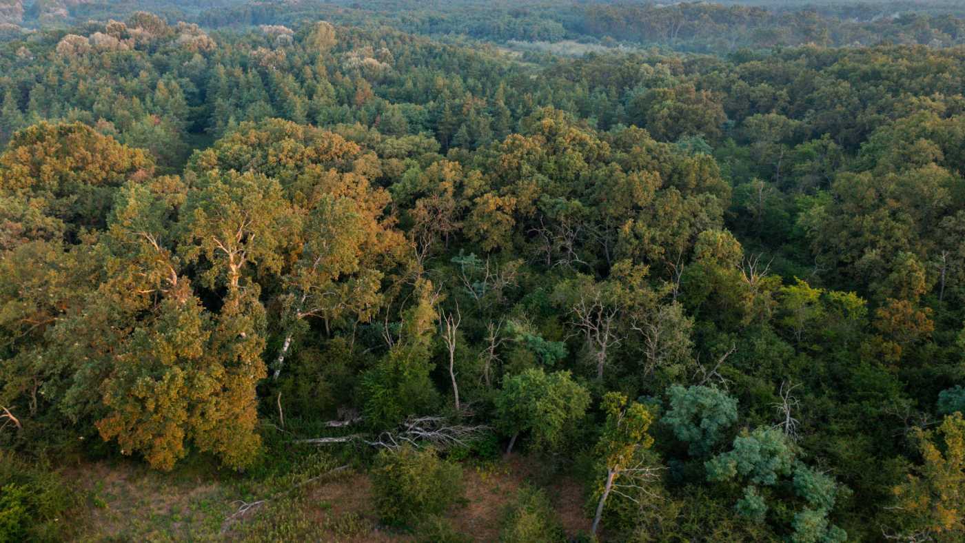 Végveszélyben a magyar homoki tölgyesek?