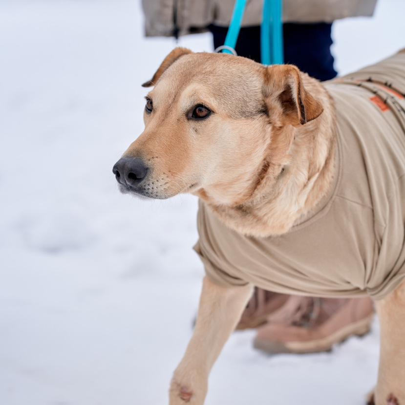 Rozi története a magyar állatvédelem szimbolikus példája