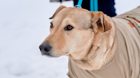 Rozi története a magyar állatvédelem szimbolikus példája