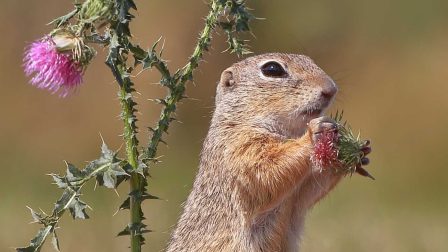 Az ürgék megmentése a céljuk
