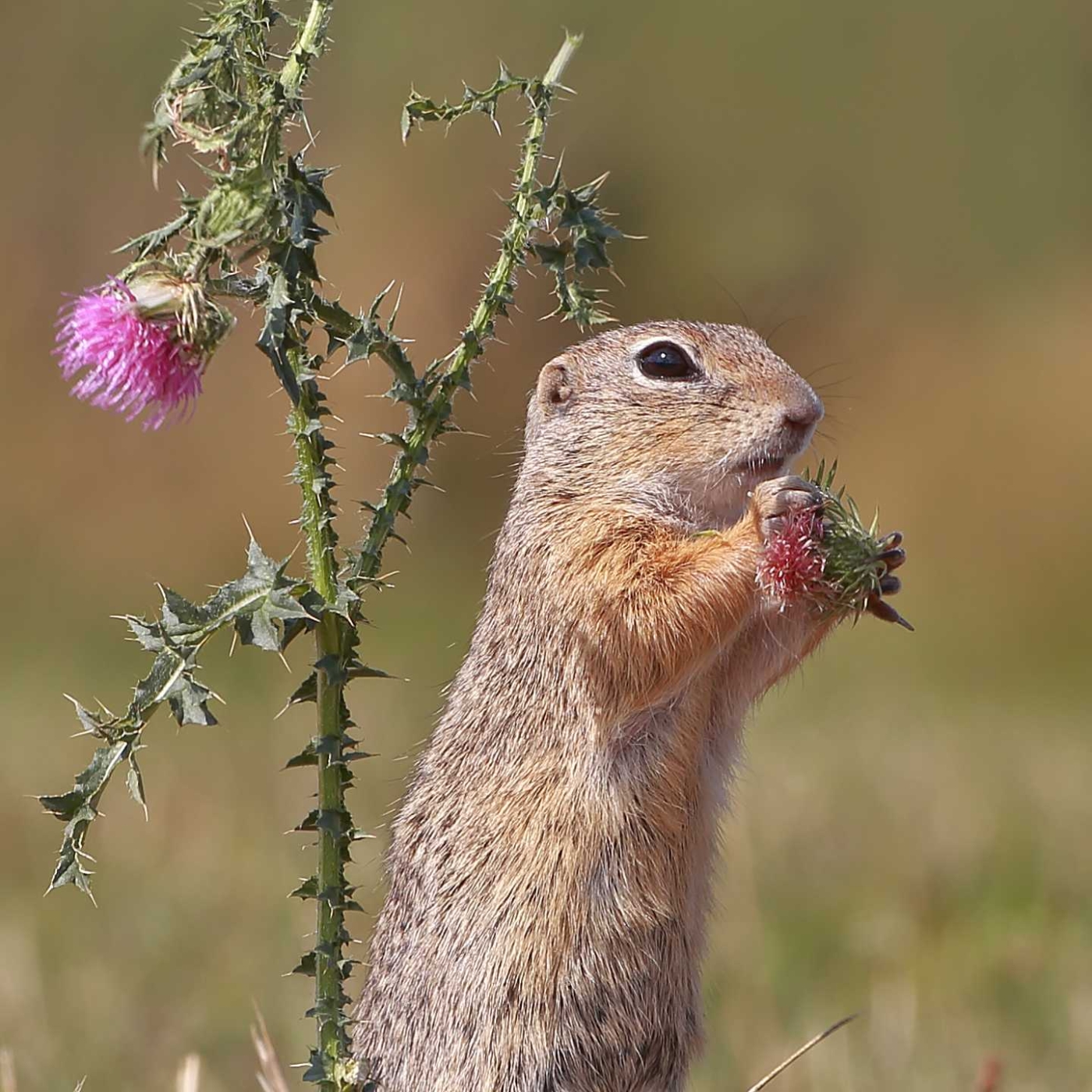 Az ürgék megmentése a céljuk