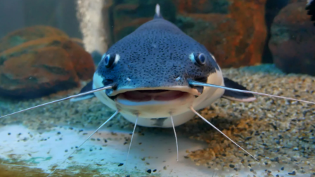 Láttatok már szárazföldön sétáló harcsákat? Íme a videó!