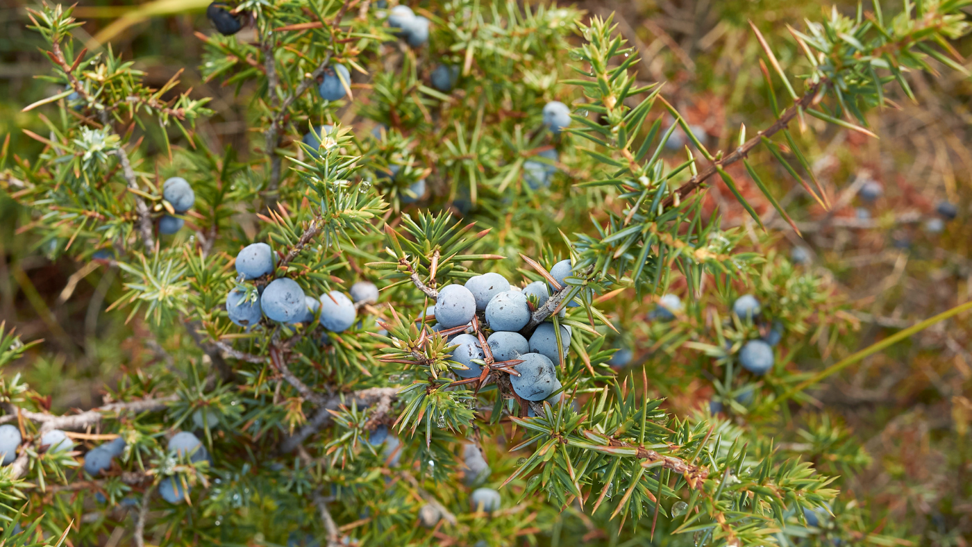Téli búvóhely, és a klímaváltozás ellen is „bevethető”: ilyen a közönséges boróka