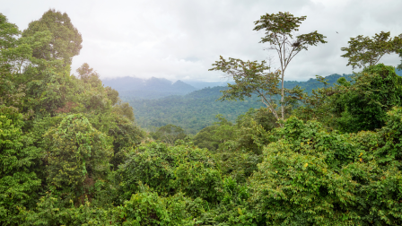 Nemcsak az emberek, a madarak is értik a „tájszólást” Mozambik erdeiben