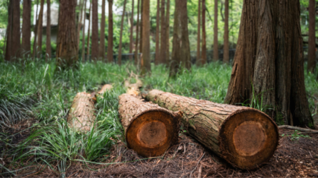 A fahulladék megőrzésével az éghajlatváltozás is mérsékelhető