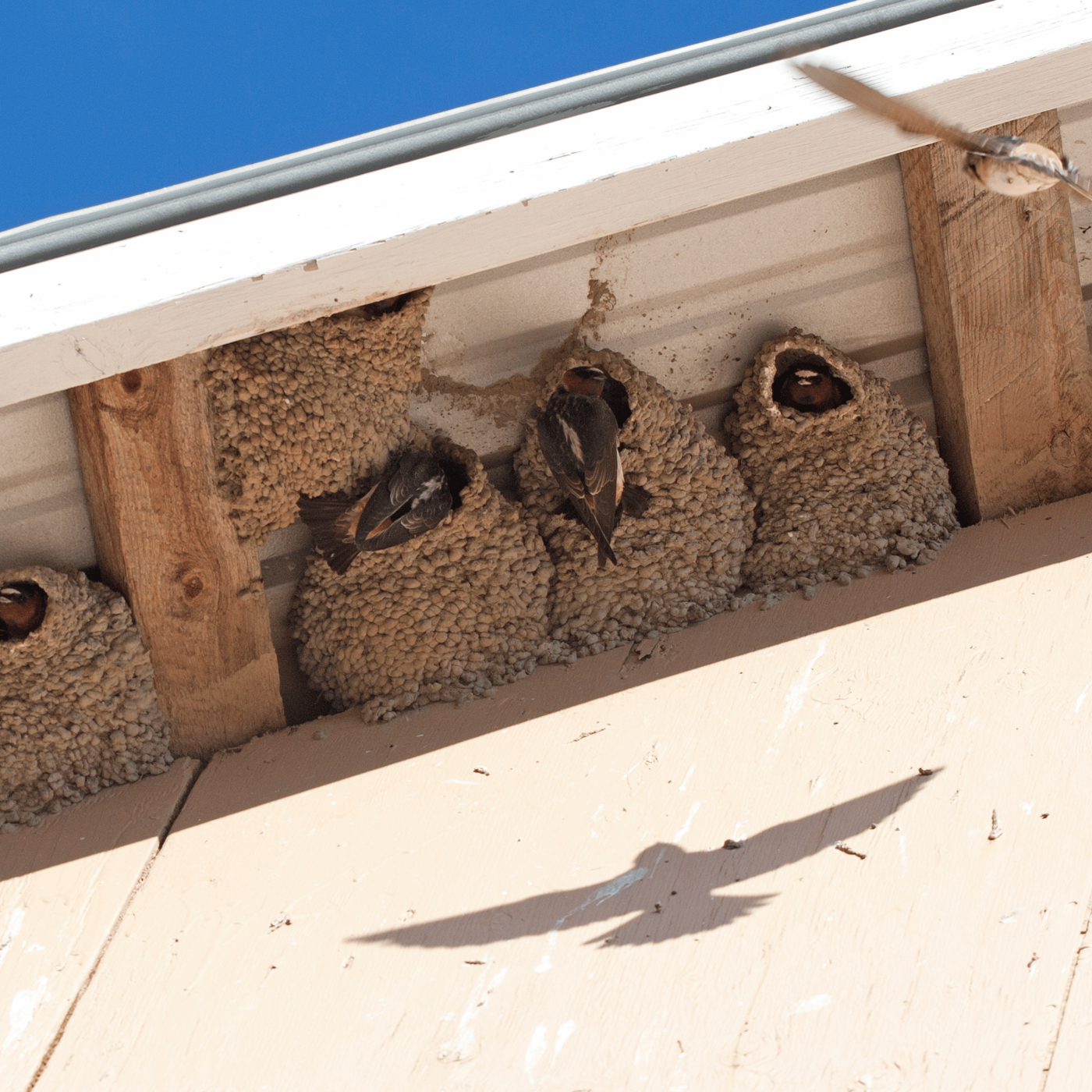 Még most, a költési időszak előtt végezzük el ezeket a munkákat!