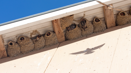 Még most, a költési időszak előtt végezzük el ezeket a munkákat!
