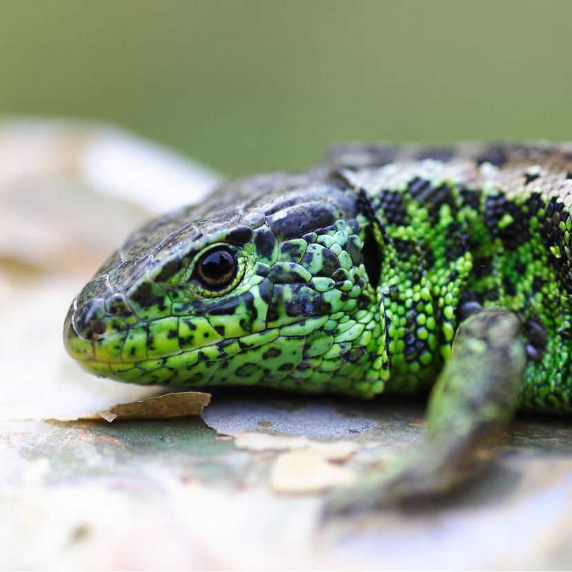 A színpompás fürge gyík az év hüllője