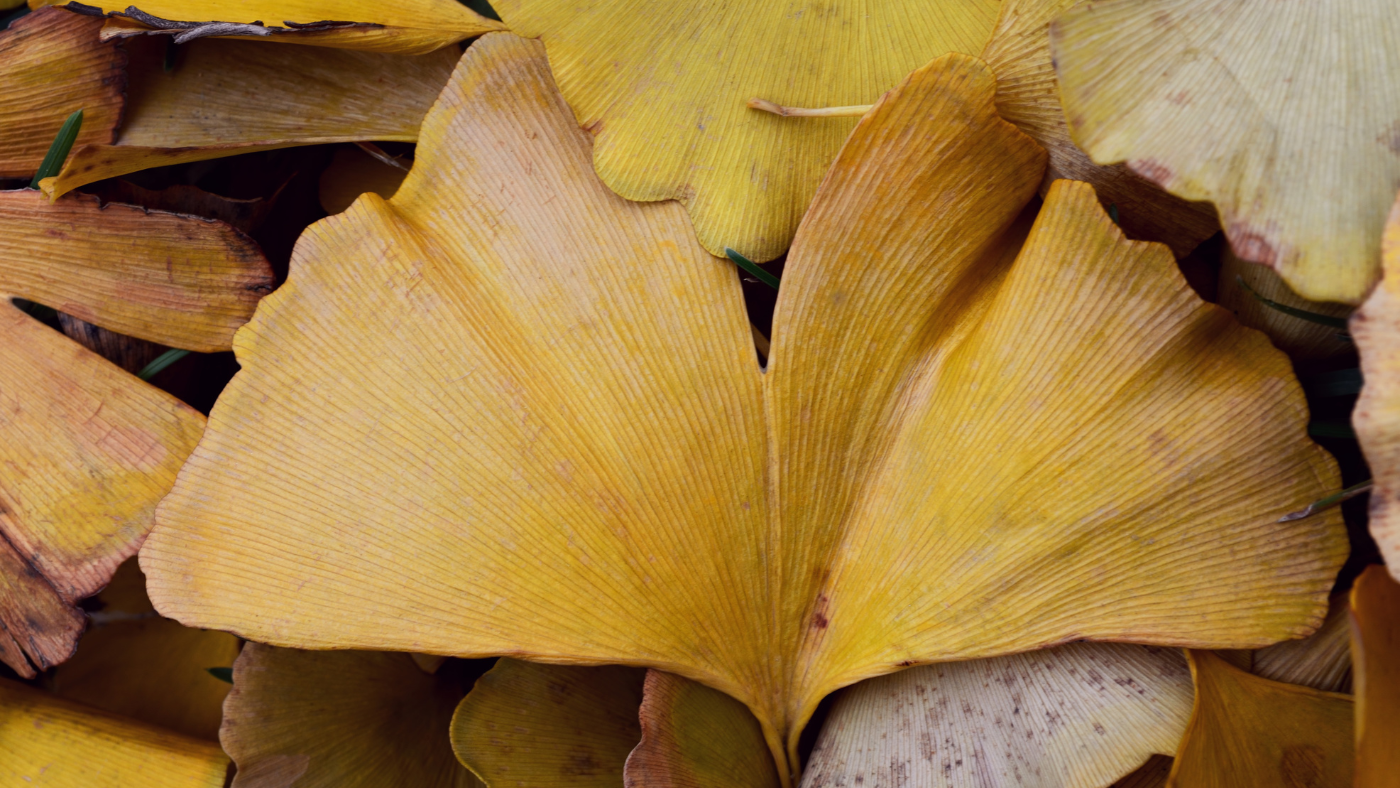 Ginkgo biloba – Az egyetlen ma is élő páfrányfenyőfajta, és amit róla tudunk